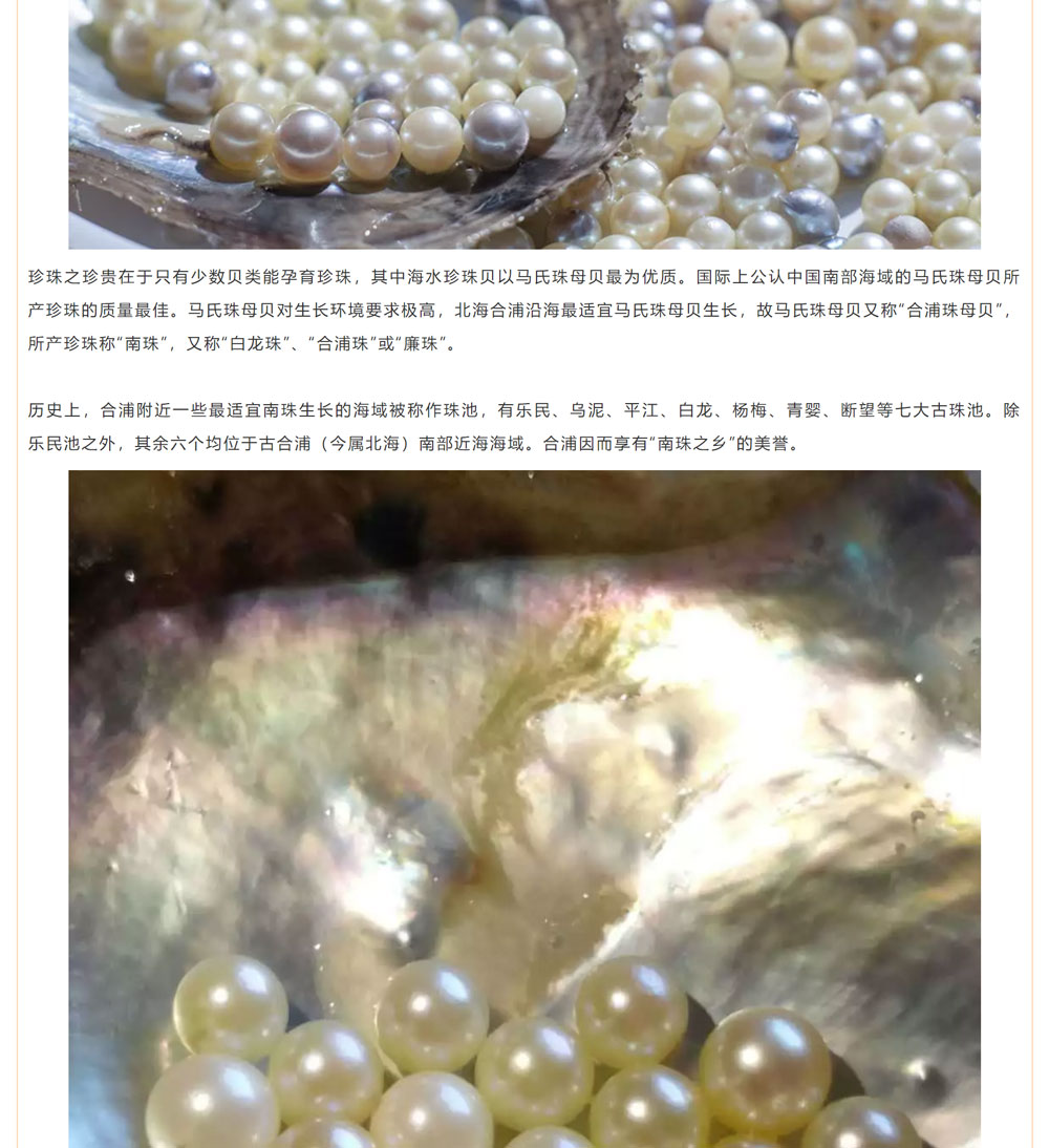 古老南珠，綻放異彩