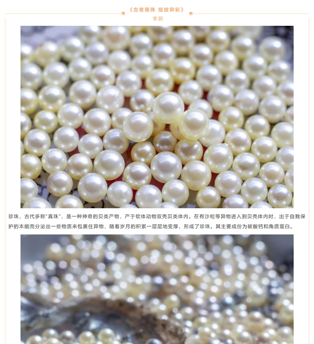 古老南珠，綻放異彩